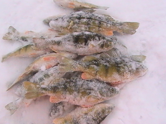 Don D., Chippewa Falls, WI. The perch really love them! Mike F, Siren, WI